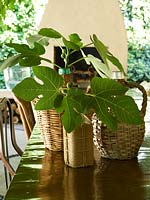 Fig branches in wicker container