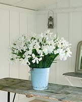 White Iris flowers in metal bucket