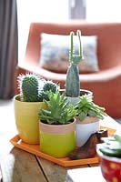 Houseplants on coffee table