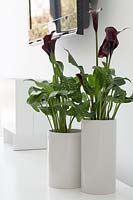 Calla Lily plants in white pots