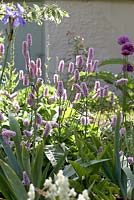 Garden border with Iris, Knotweed and Allium flowers