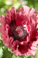 Oriental Poppy flower