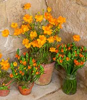 Marigolds and Star of Bethlehem flowers in terracotta pots