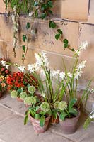 Pots of flowering bulbs - Gladiolius 'The Bride' and Allium karataviense