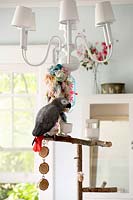 Parrot on perch