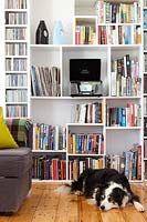 Pet dog lying by bookshelves