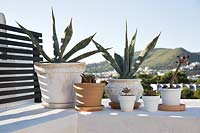 Pot plants on roof terrace