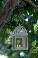 Lantern hanging from tree