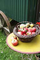 Basket of apples on garden table