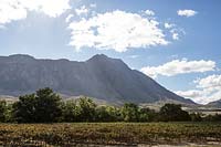 Mountains and vineyard, Tulbagh Valley, South Africa