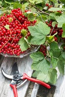 Bowl of redcurrants on garden table