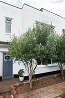 Olive tree in front garden
