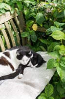 Cats sleeping on garden bench