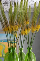 Fox tail lily flowers in green vases
