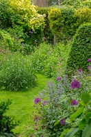 Back garden with clipped Box topiary pyramids and flowering Alliums