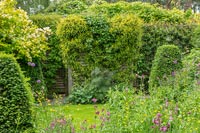 Back garden with clipped Box topiary pyramids and wildflowers