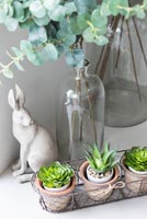 Houseplants and accessories