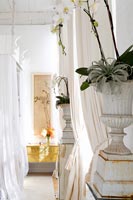 Orchid plants in white urns