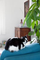 Pet cat sitting on armchair