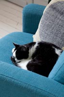 Pet cat asleep on armchair