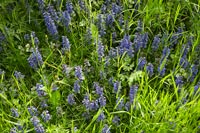 Flowering Bugle naturalised in grass