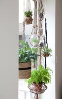 Houseplants in hanging baskets