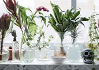 Houseplants and cut flowers in glass pots