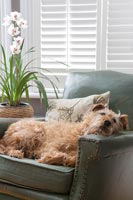 Pet dog lying on armchair