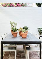 Pot plants on garden table