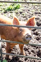 Pig in paddock