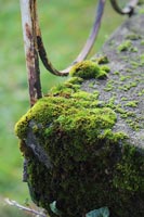 Moss growing on wall