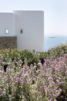 Mediterranean plants in coastal garden