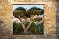 Pruned Olive tree