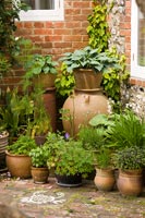 Pot plant display