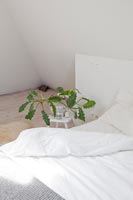 Houseplant by bed