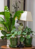 Houseplants and bird ornaments