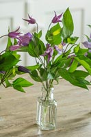 Bunch of Clematis flowers