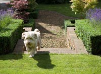 Pet dog in garden