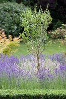 Olive tree underplanted with Lavender