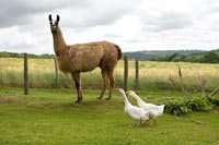 Llama and geese
