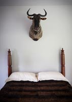 Taxidermy above bed
