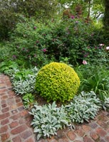 Garden border with clipped shrub and Stachys