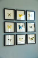 Framed butterflies