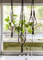 Hanging houseplants