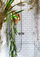Houseplants in shower cubicle