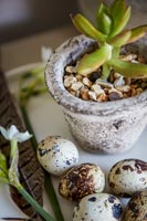 Succulent in pot with quails eggs