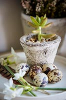 Succulent in pot with quails eggs and Narcissus flowers