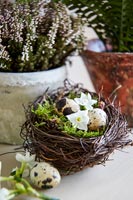 Quails eggs and Narcissus flowers