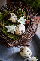 Quails eggs and Narcissus flowers
