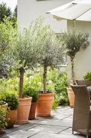 Olive trees in terracotta pots